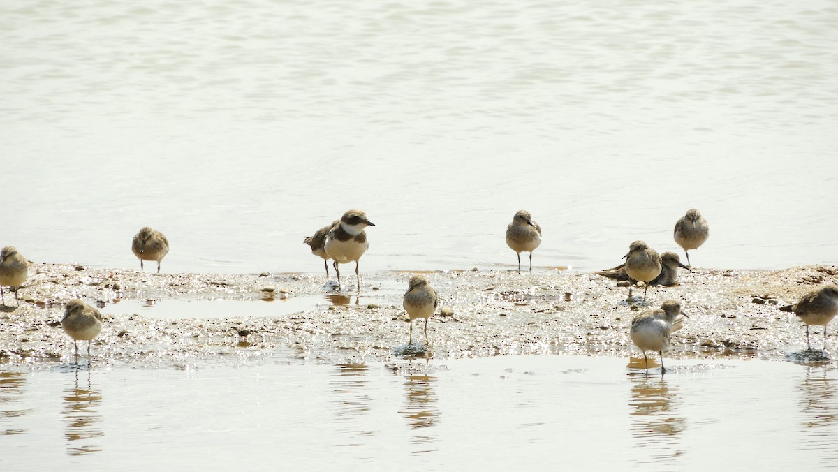 Semipalmated Plover - ML139510461