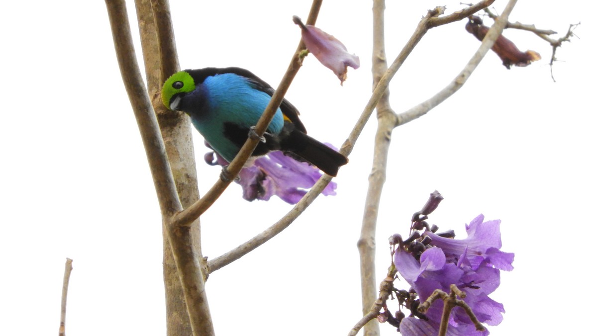 Paradise Tanager - ML139510851