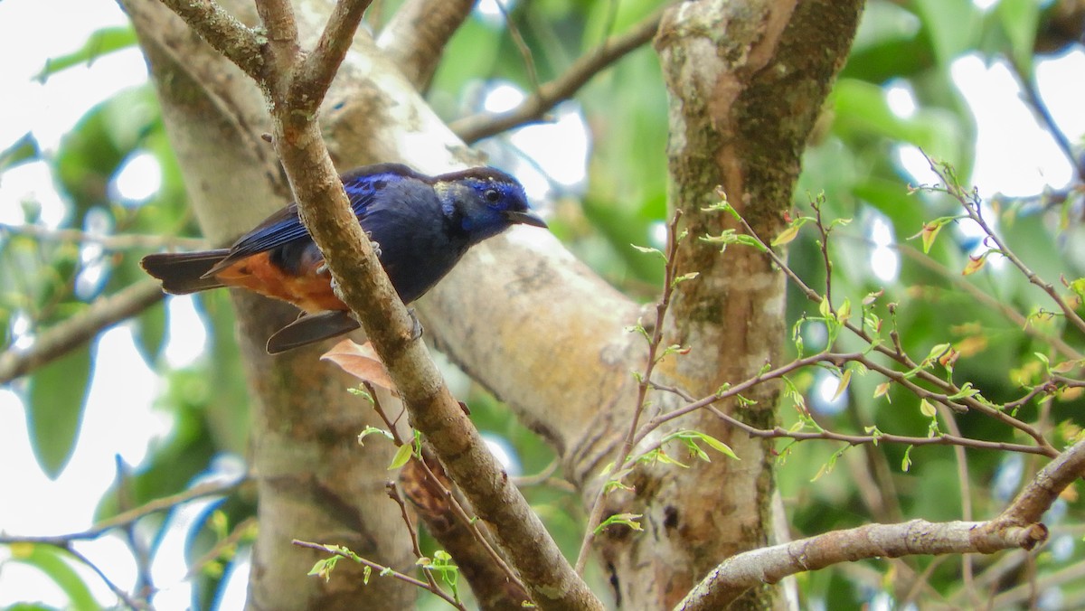 Opal-rumped Tanager - ML139510901