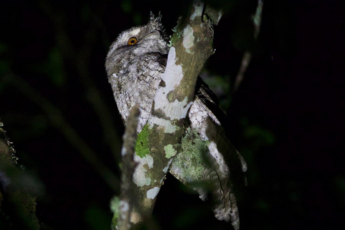 Marbled Frogmouth - Gary Brunvoll