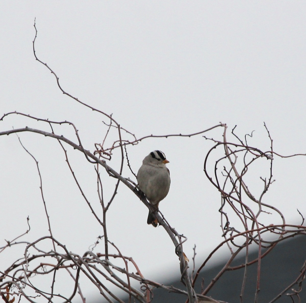 White-crowned Sparrow - ML139512321