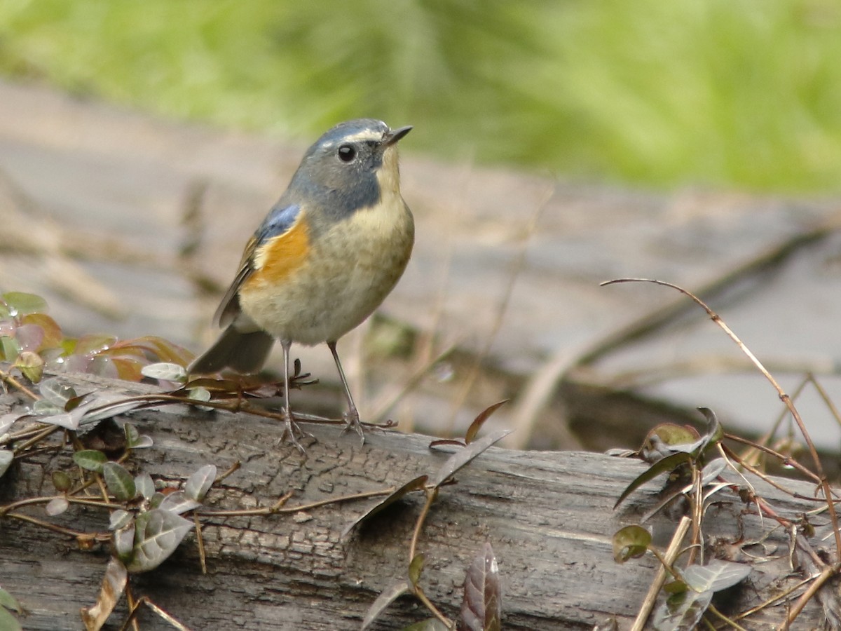 Red-flanked Bluetail - David Beadle