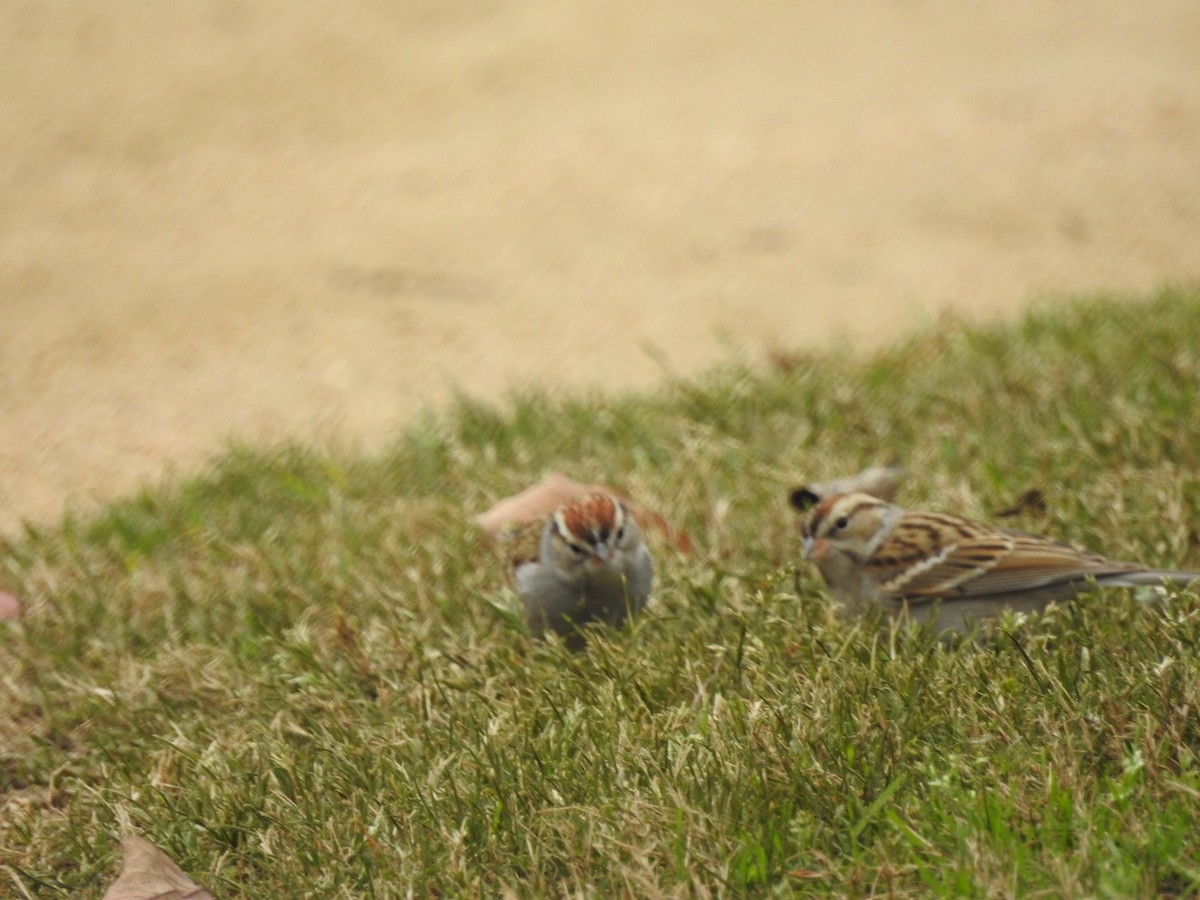 Chipping Sparrow - Bill Blauvelt