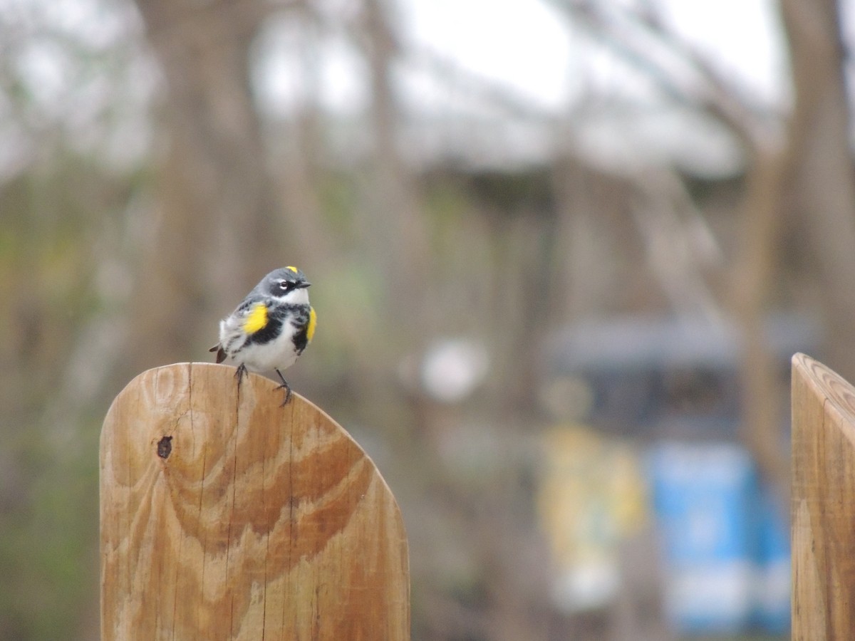 Yellow-rumped Warbler (Myrtle) - Mary Trombley
