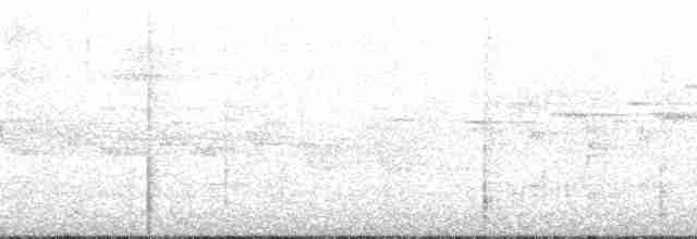 Дивоптах-шилодзьоб чорний - ML139517