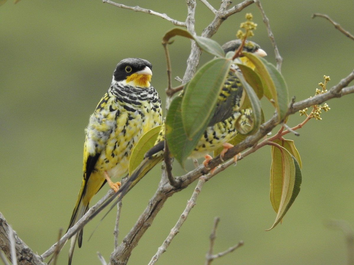 Swallow-tailed Cotinga (Palkachupa) - ML139519991