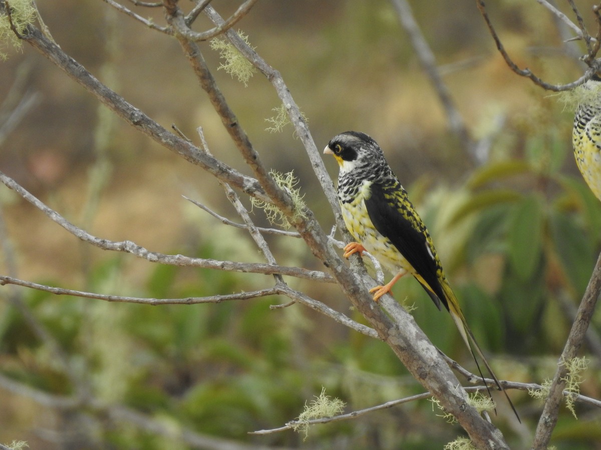 Swallow-tailed Cotinga (Palkachupa) - ML139520021