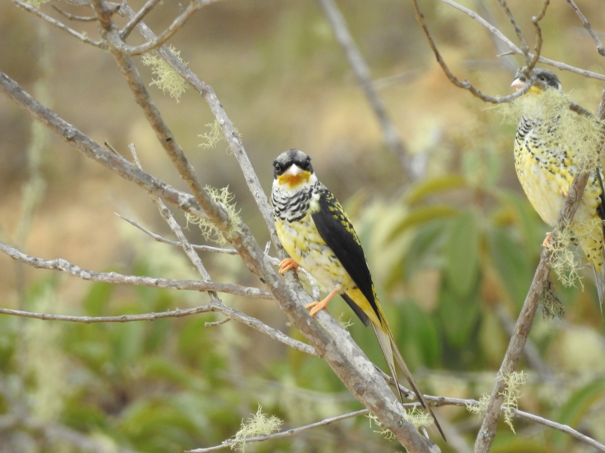 Swallow-tailed Cotinga (Palkachupa) - ML139520031