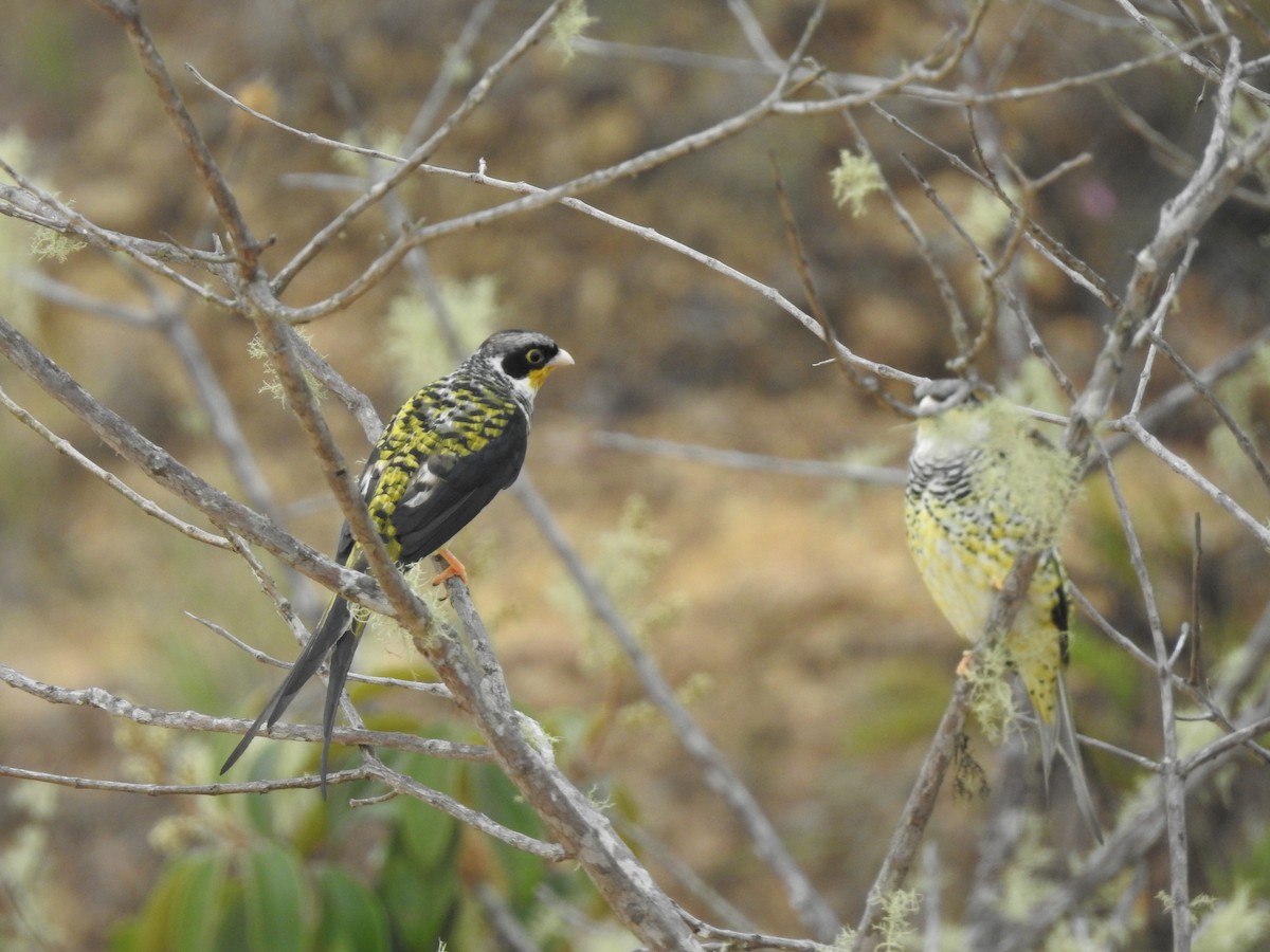 Swallow-tailed Cotinga (Palkachupa) - ML139520071