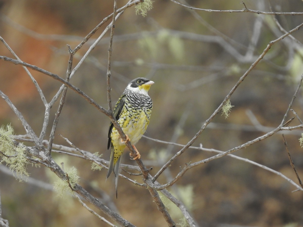 Swallow-tailed Cotinga (Palkachupa) - ML139520081