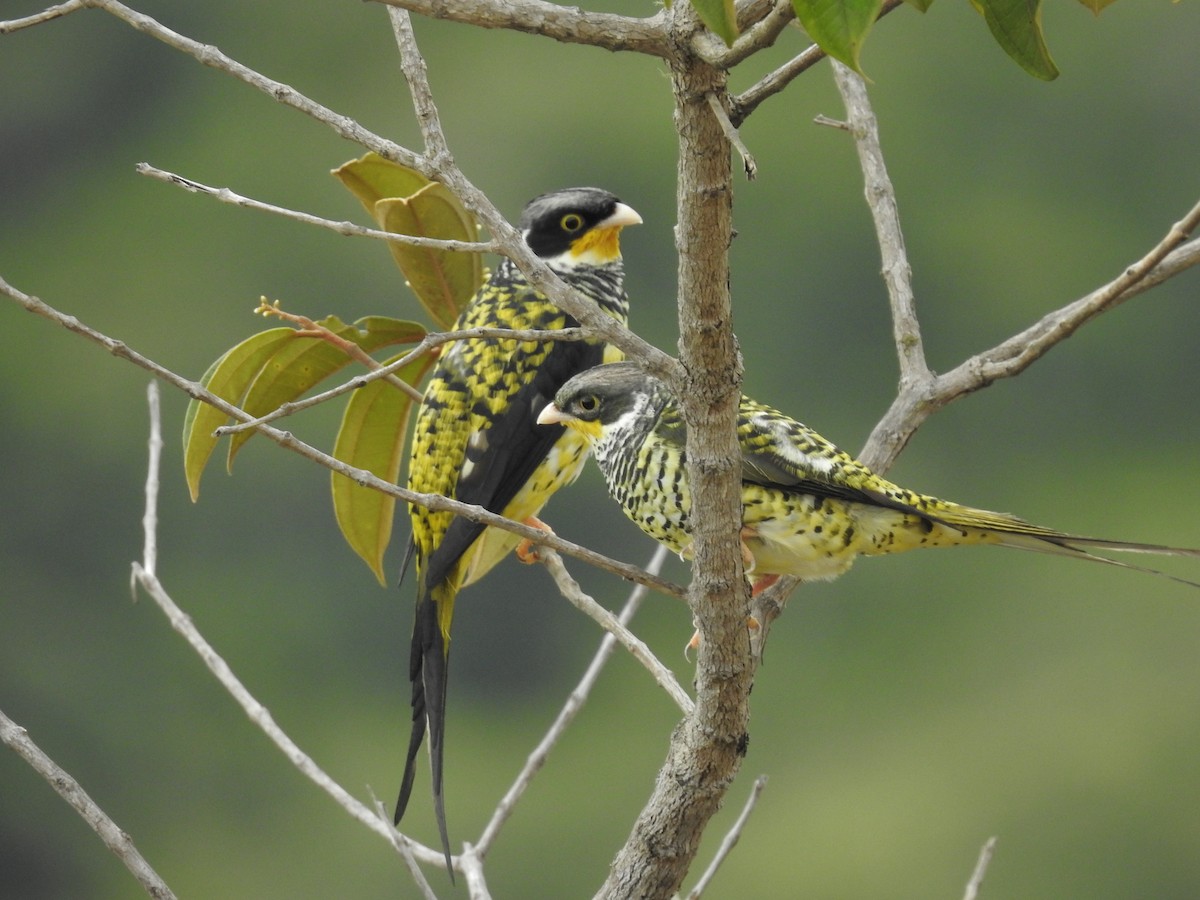Swallow-tailed Cotinga (Palkachupa) - ML139520121