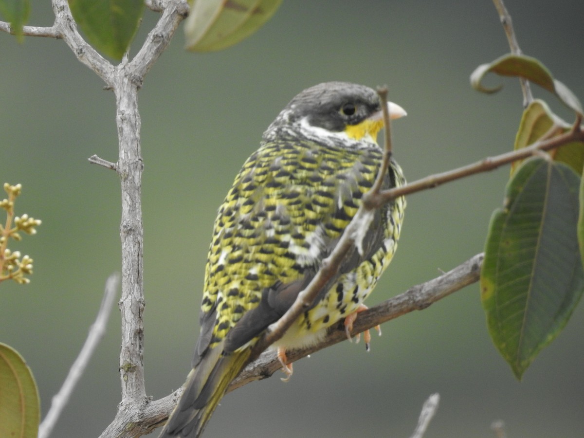 Swallow-tailed Cotinga (Palkachupa) - ML139520261