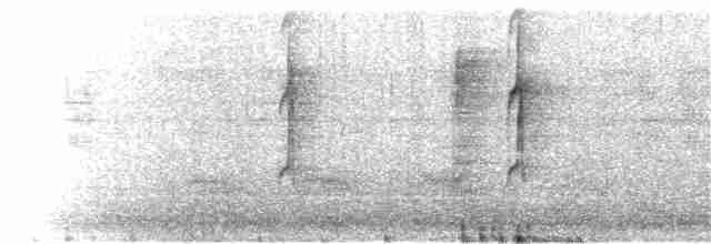 Очковая хвойница - ML139521361