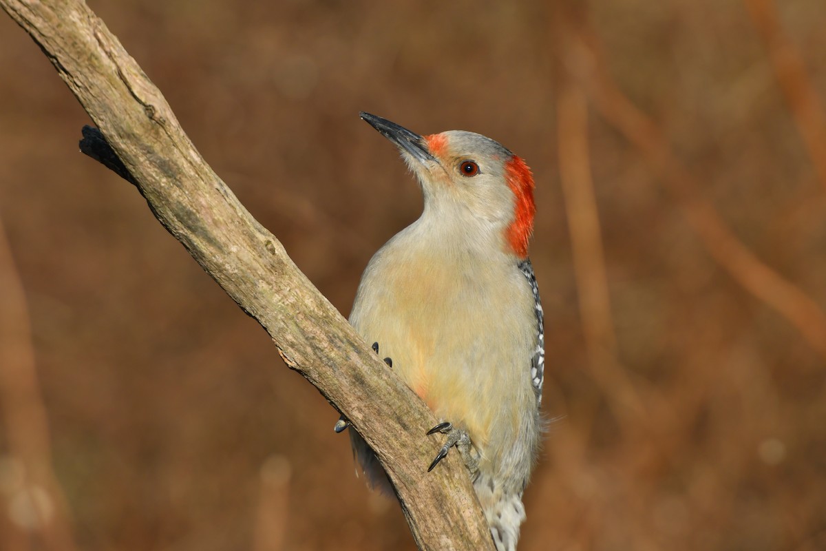 Red-bellied Woodpecker - ML139527611