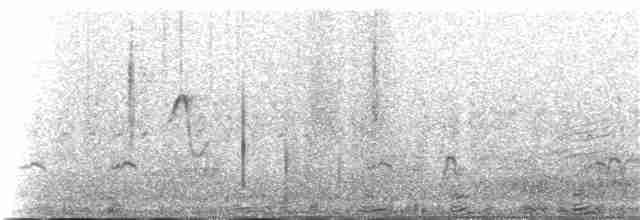 kormorán velký (ssp. sinensis/hanedae) - ML139527621