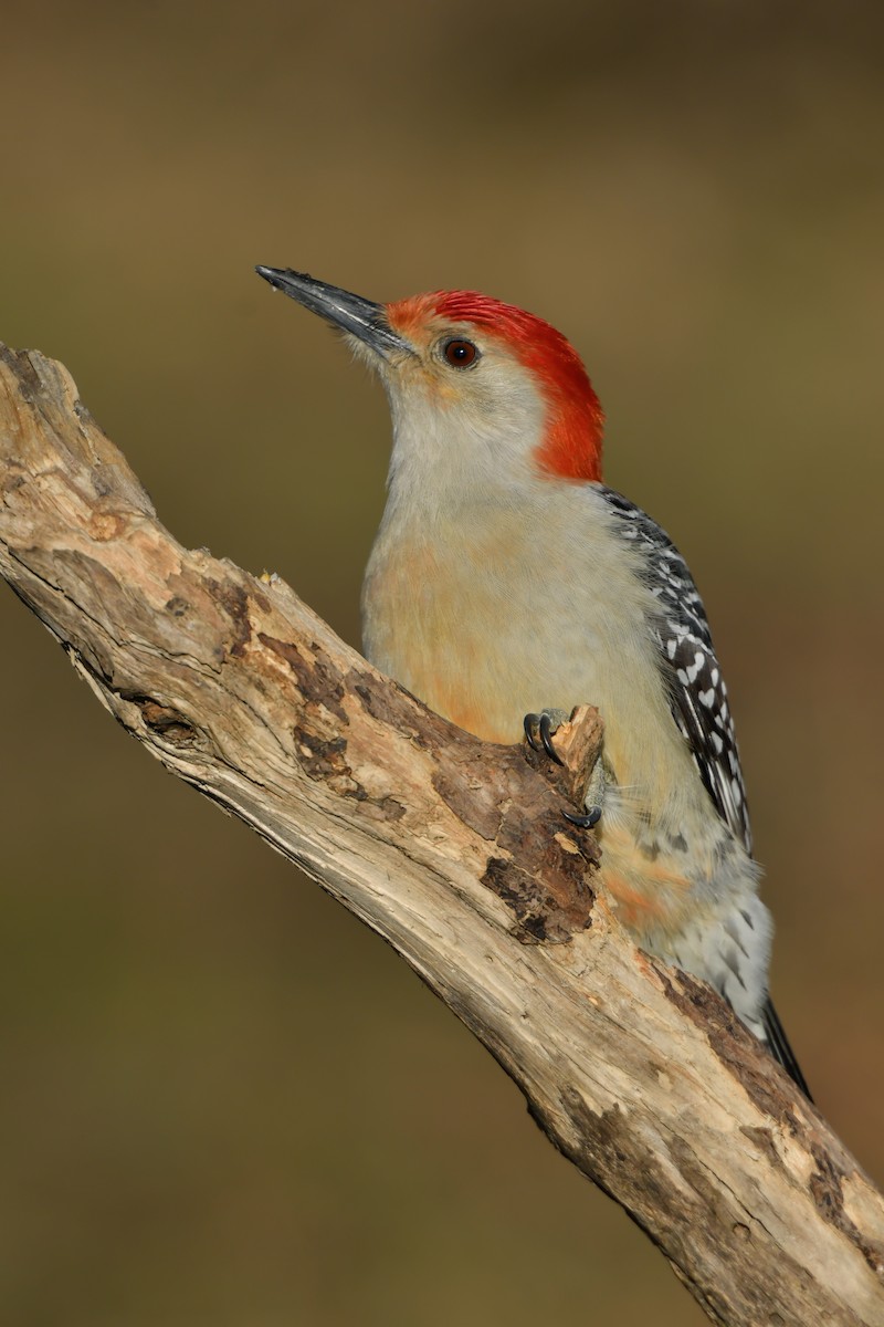 Red-bellied Woodpecker - Jonathan Irons