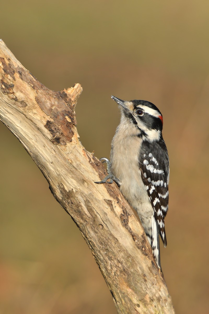Downy Woodpecker (Eastern) - ML139527731