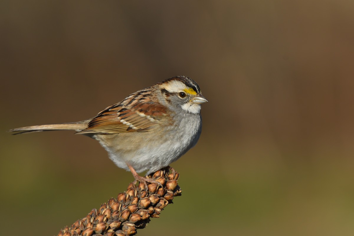 White-throated Sparrow - ML139528311