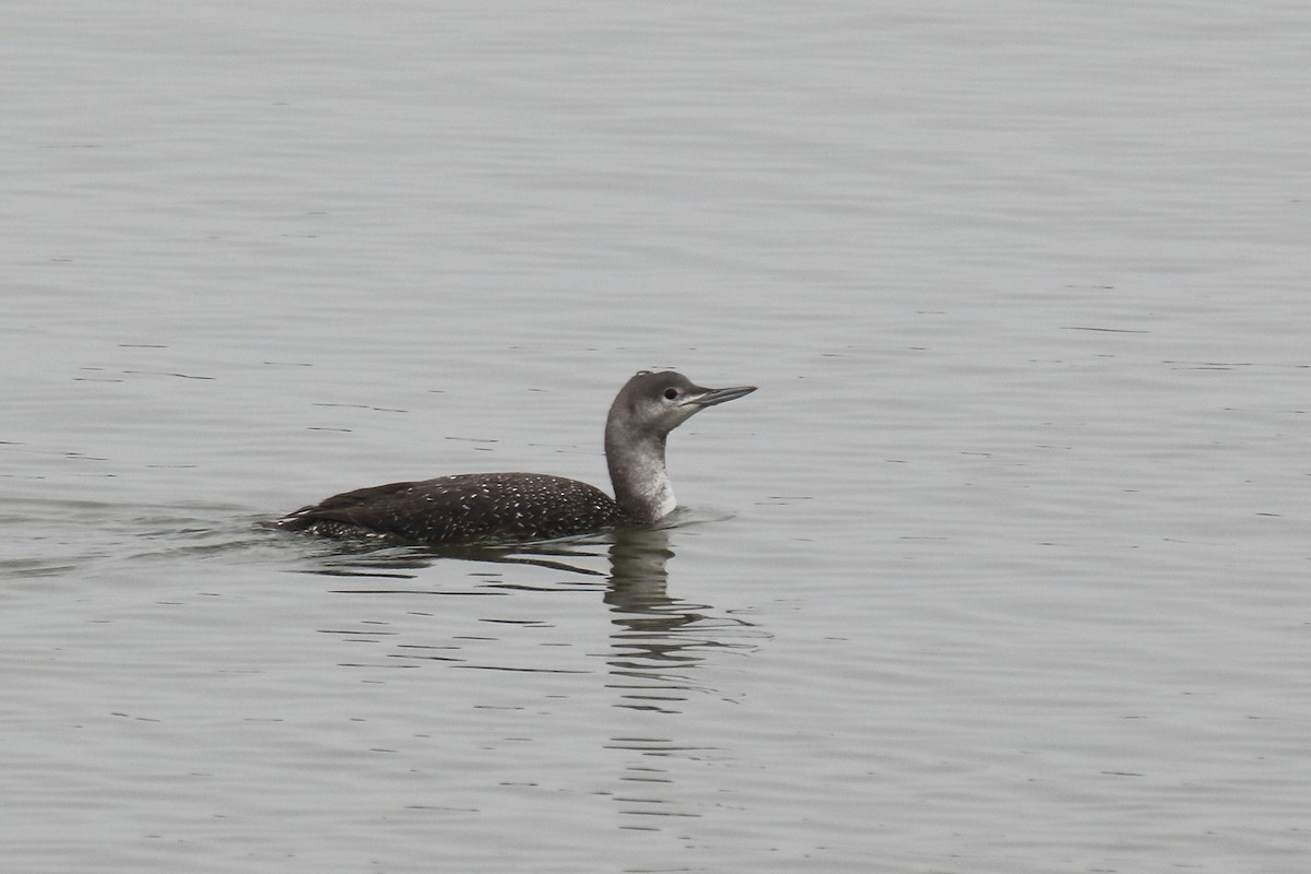 Red-throated Loon - ML139530331