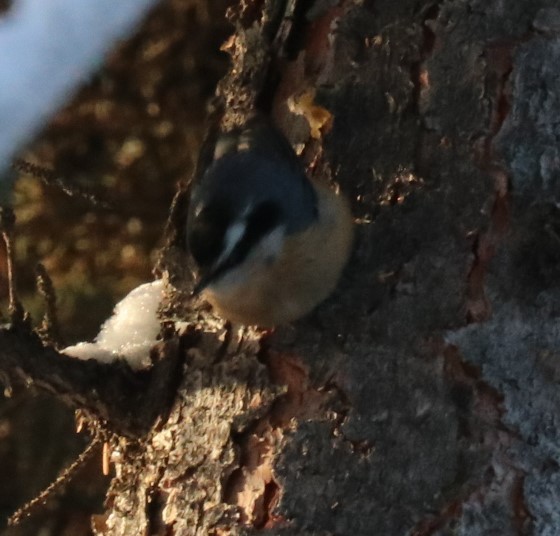 Red-breasted Nuthatch - Tom Lewis