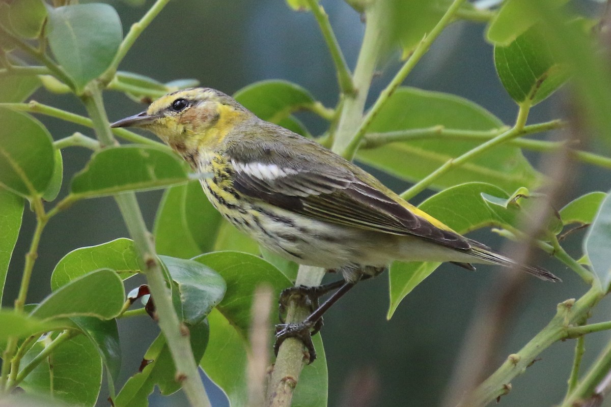 Cape May Warbler - ML139530881
