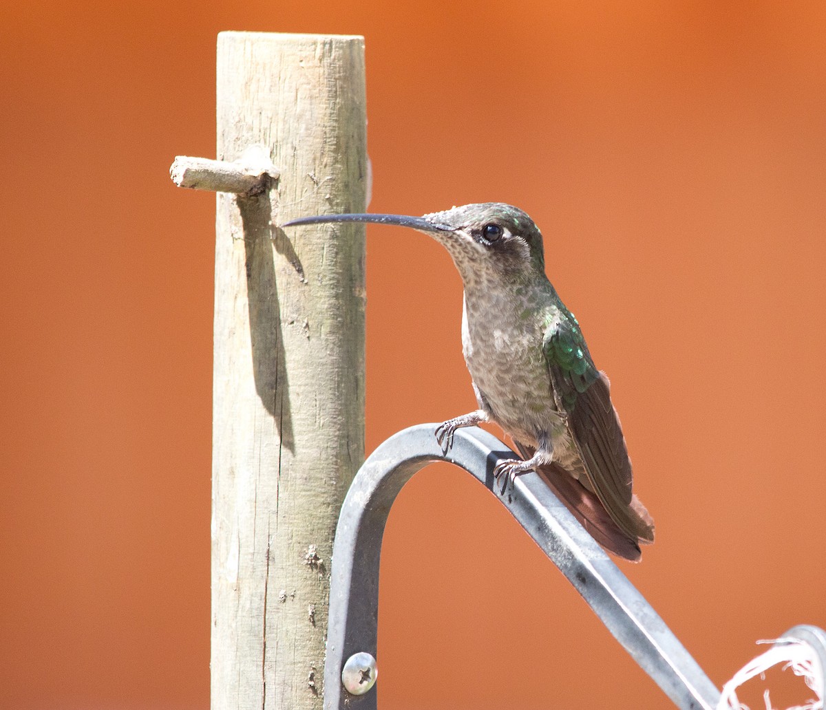 Talamanca Hummingbird - ML139530961