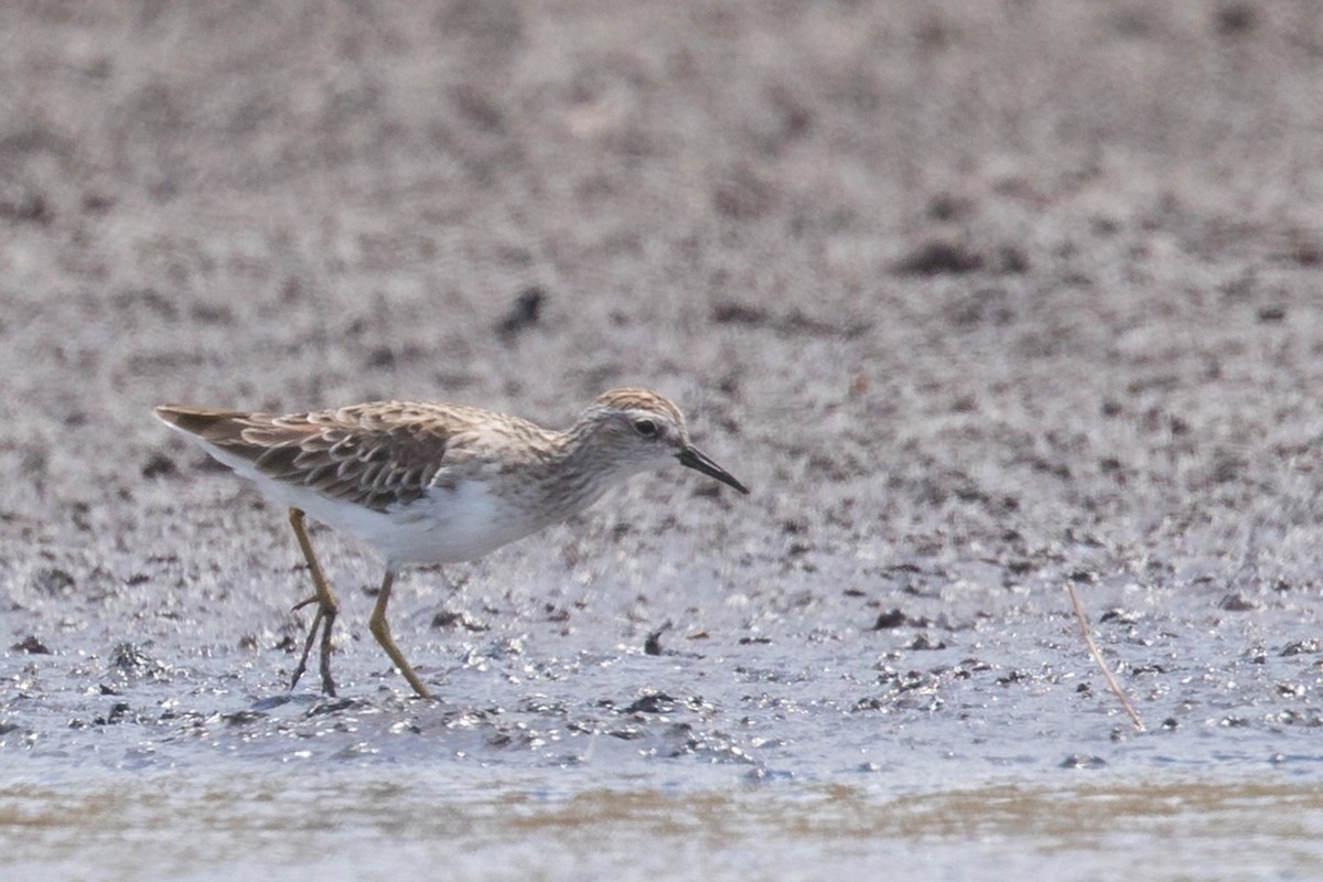Long-toed Stint - Andrew and Michelle Ruthenberg