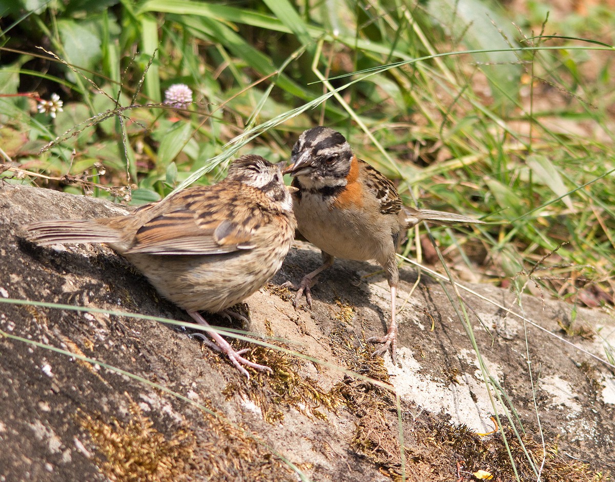 Rufous-collared Sparrow - Julie MacDonald