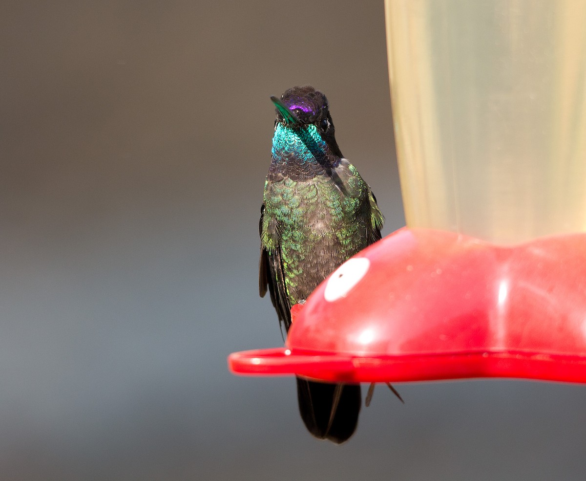 Talamanca Hummingbird - ML139533951