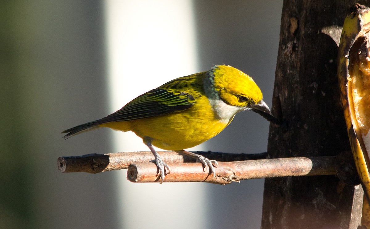 Silver-throated Tanager - ML139534071