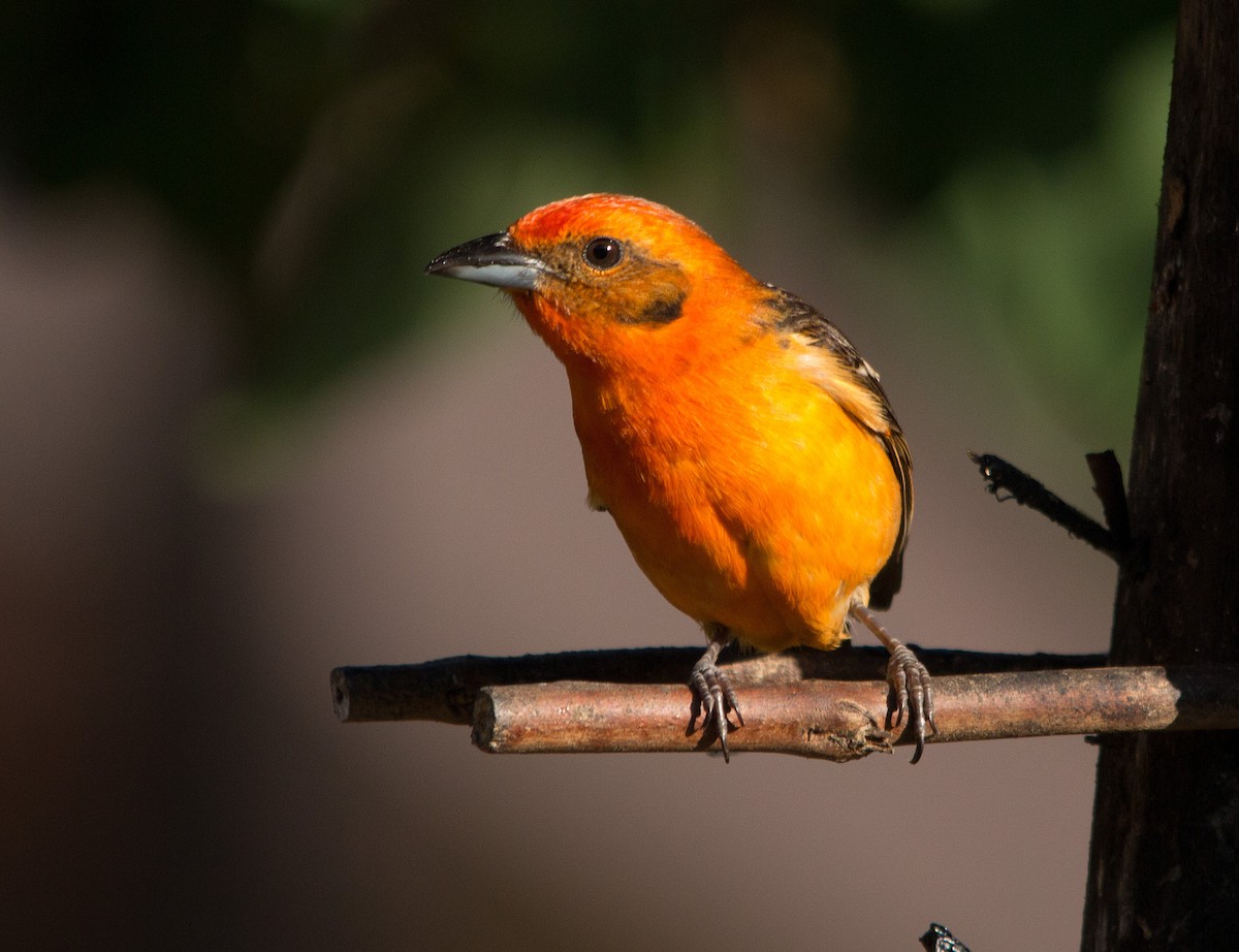 Flame-colored Tanager - ML139534161
