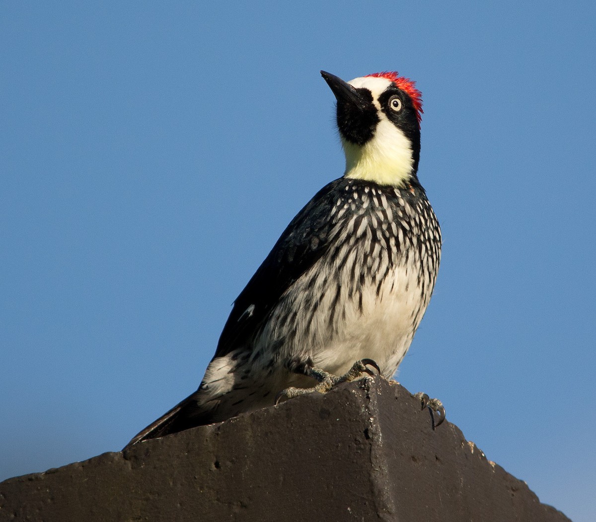 Acorn Woodpecker - ML139534191