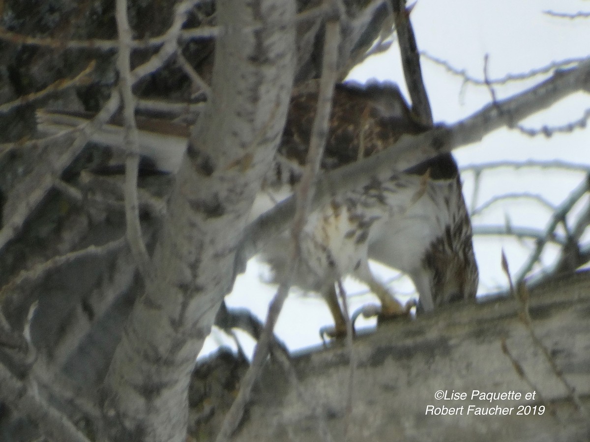 Red-tailed Hawk - ML139534901