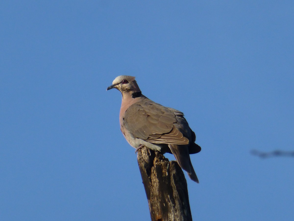 Ring-necked Dove - Claire Bélanger