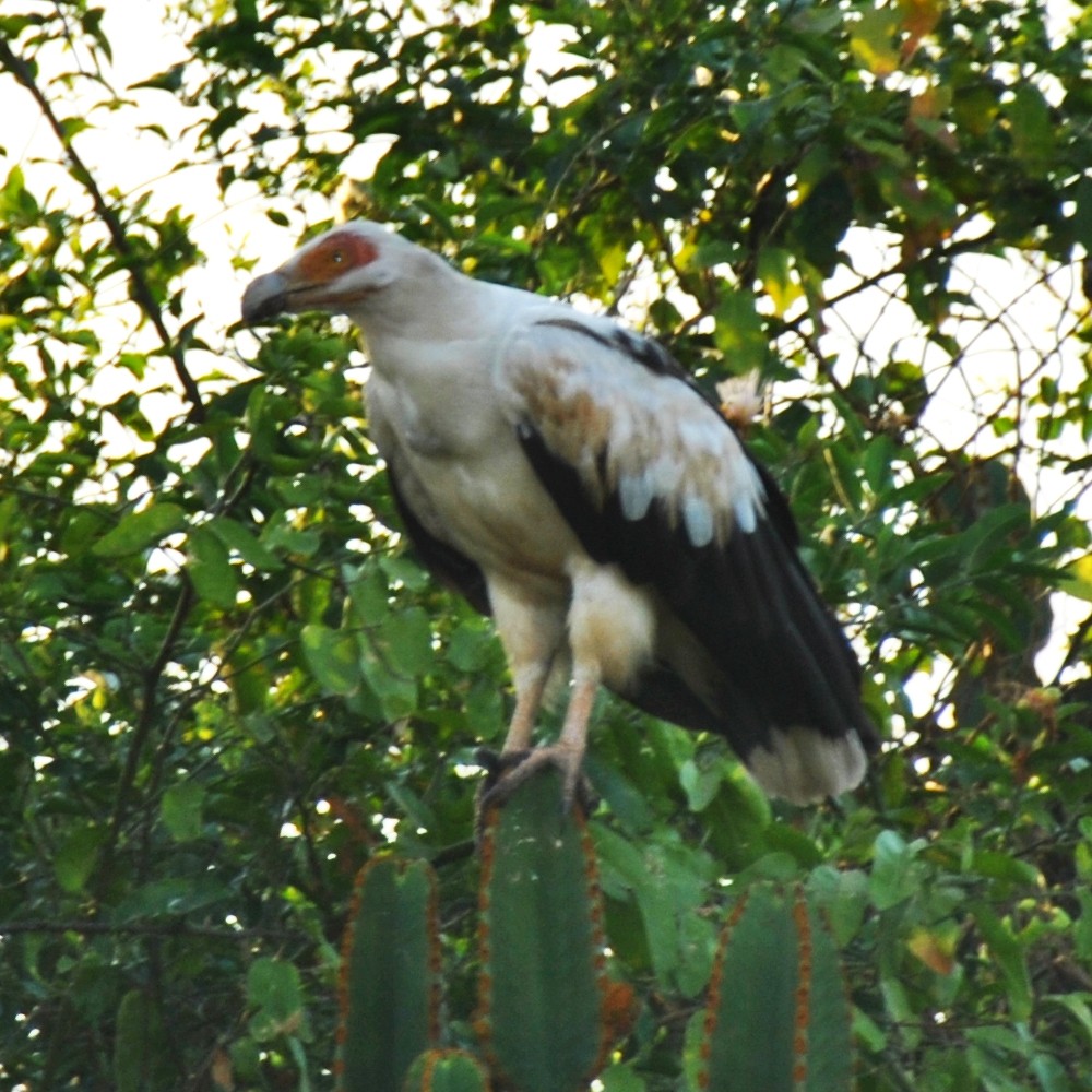 Palm-nut Vulture - ML139537121