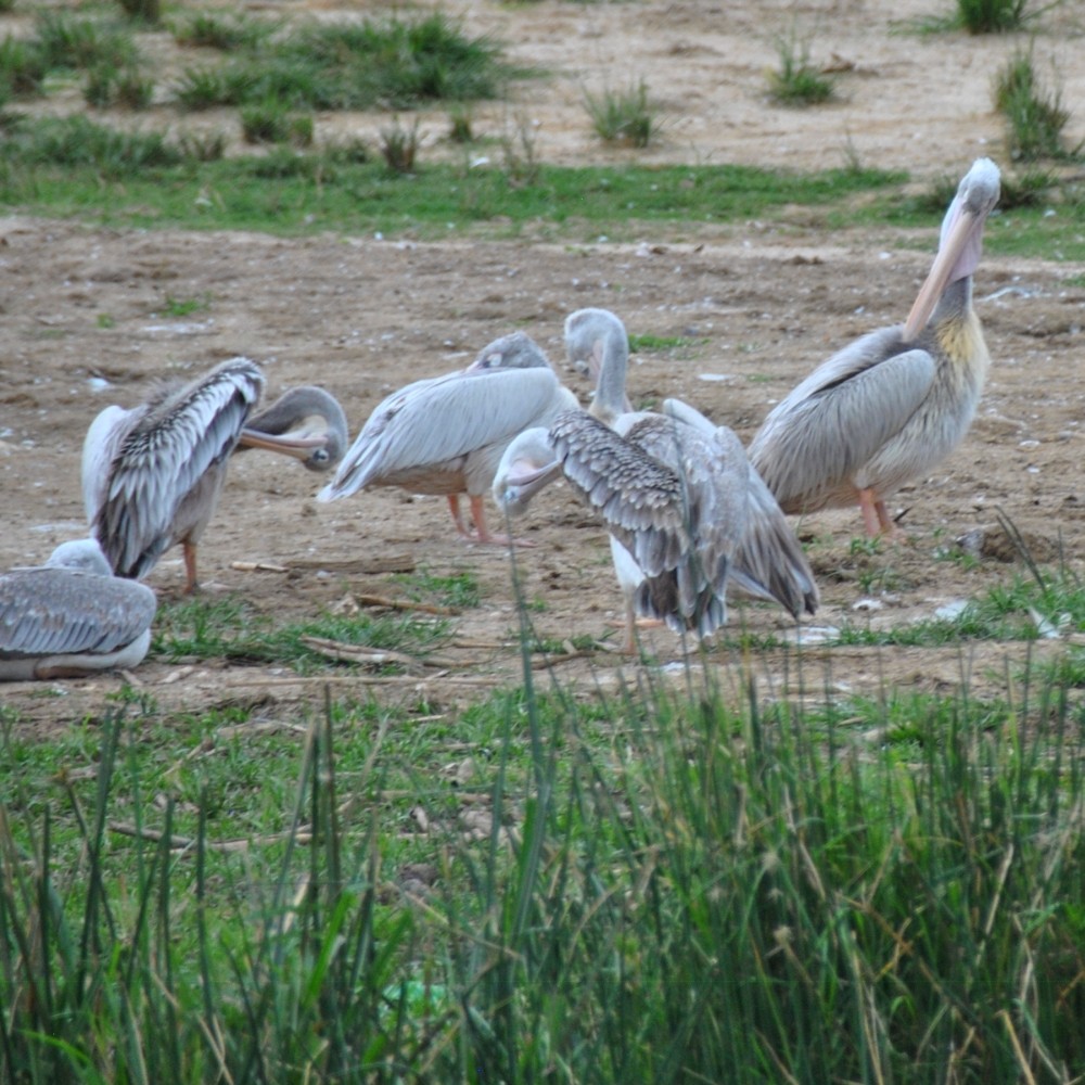 Pink-backed Pelican - ML139537971