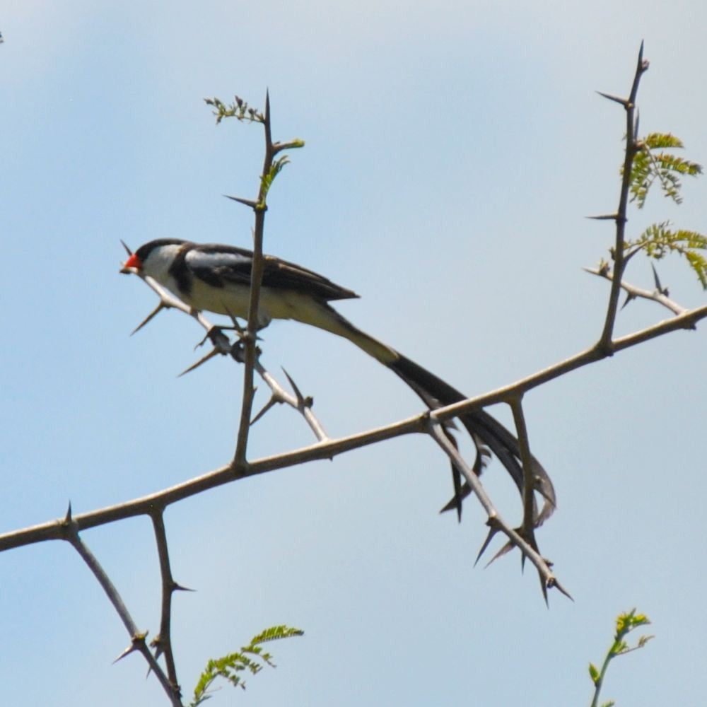 Pin-tailed Whydah - ML139538011