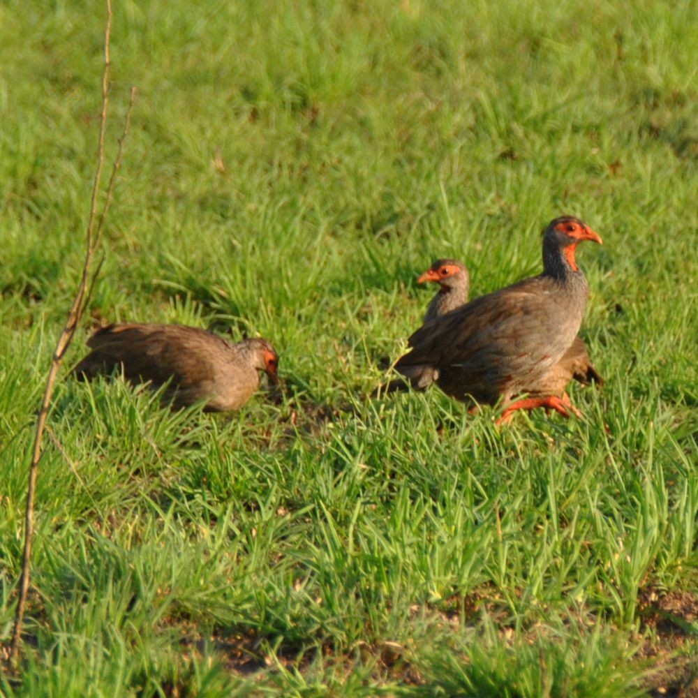 Red-necked Spurfowl - ML139538231