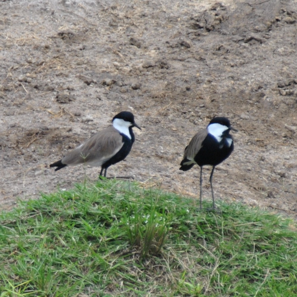 Spur-winged Lapwing - ML139538931