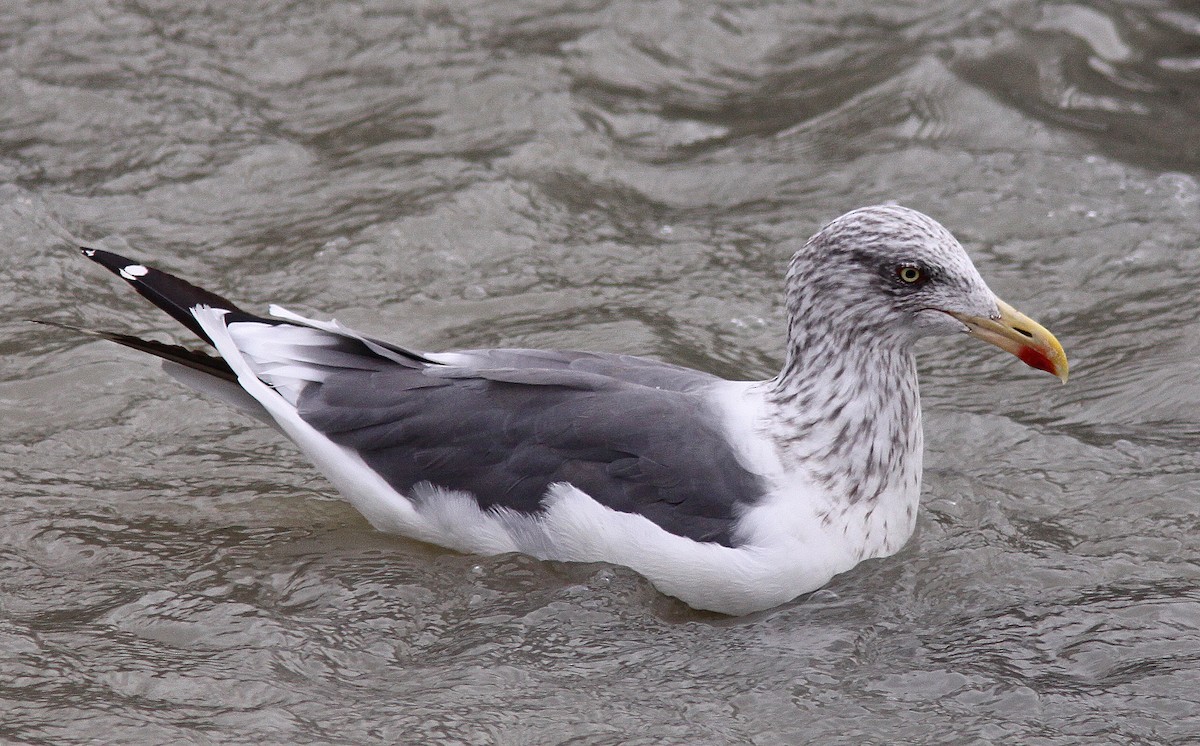 Lesser Black-backed Gull - Gilles Ethier