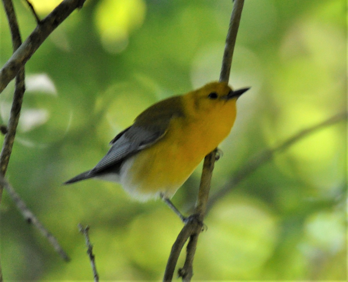 Prothonotary Warbler - ML139545571