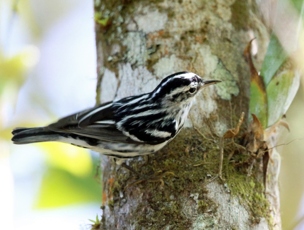 Black-and-white Warbler - ML139546681