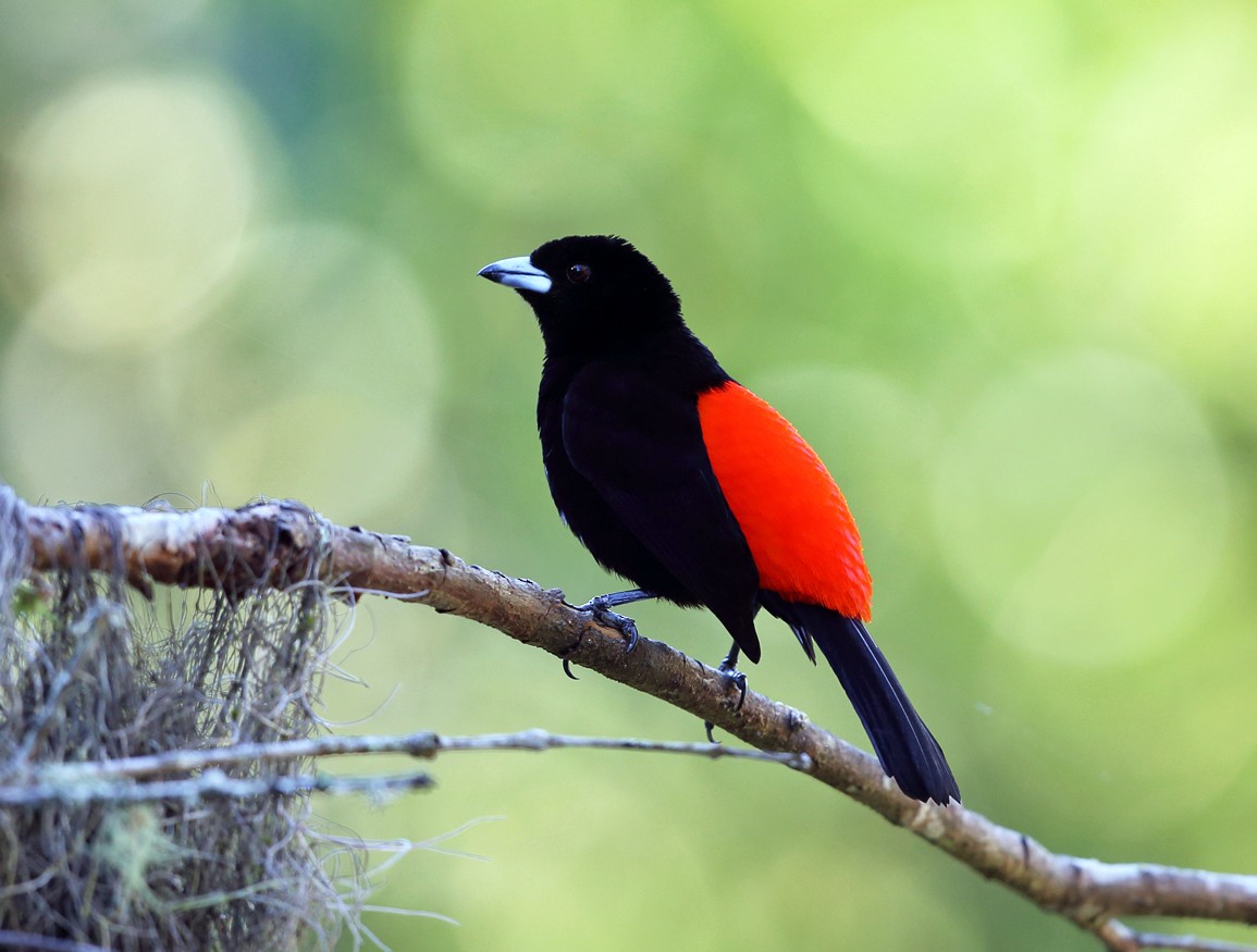 Scarlet-rumped Tanager - ML139547011