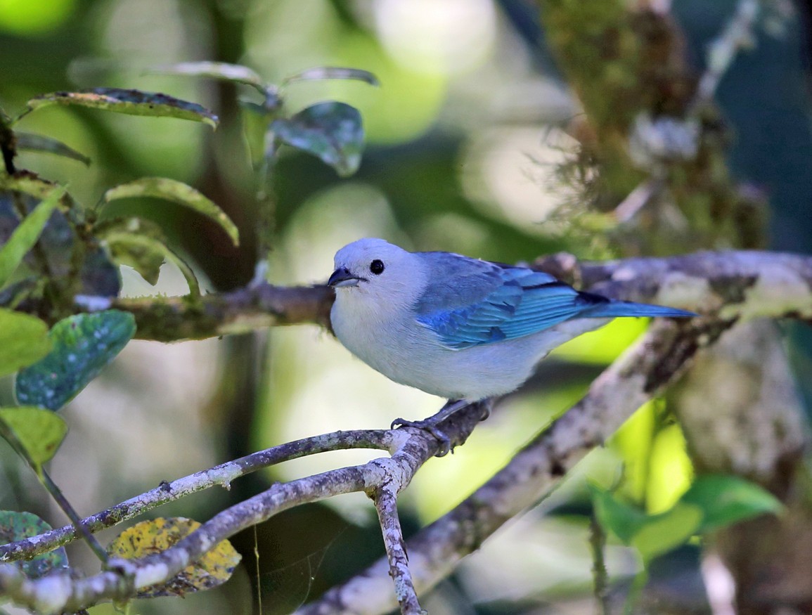 Blue-gray Tanager - ML139547041