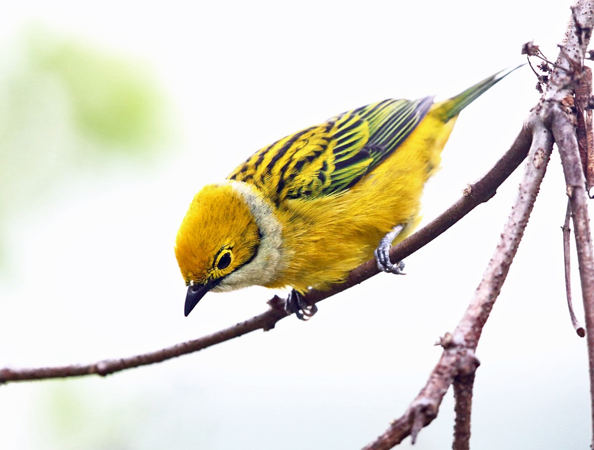 Silver-throated Tanager - ML139547321