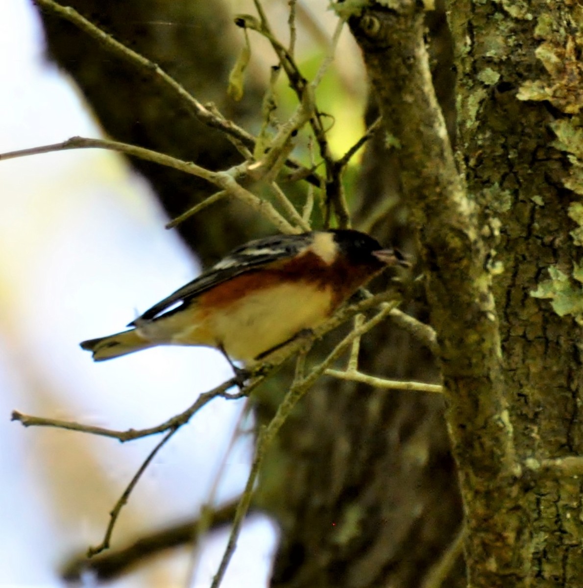 Bay-breasted Warbler - ML139547611
