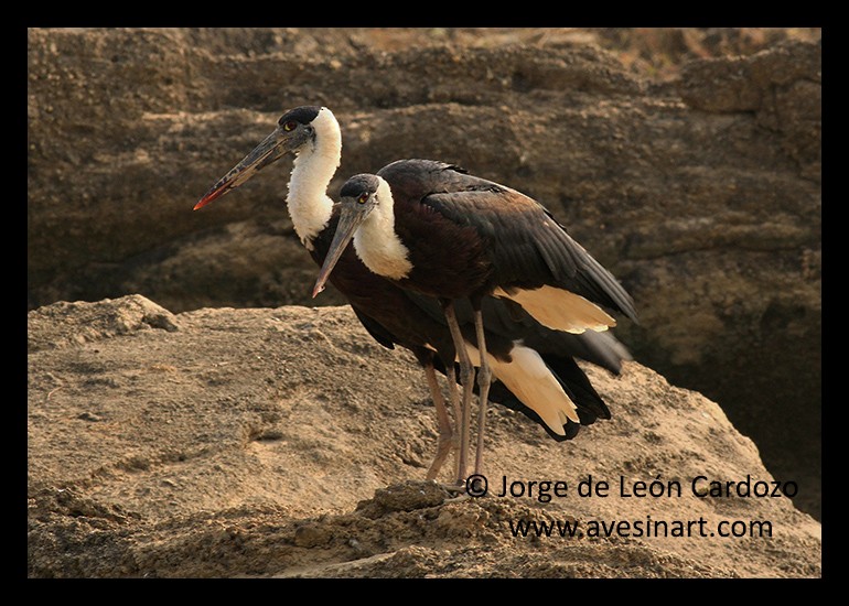 Asian Woolly-necked Stork - ML139547691