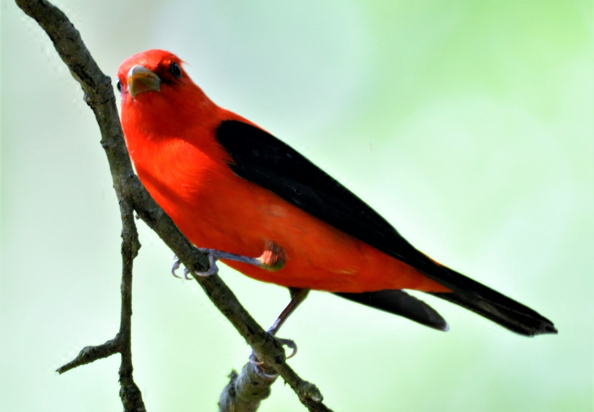 Scarlet Tanager - ML139547991