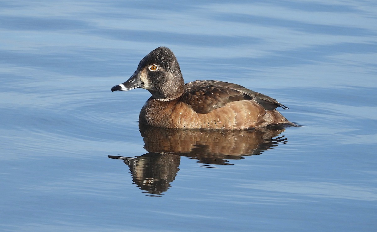 Ring-necked Duck - ML139548281