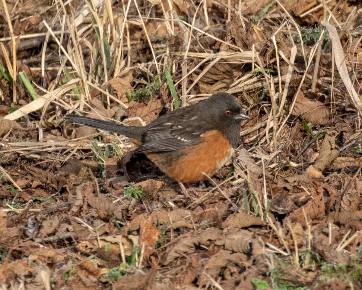 Spotted Towhee - ML139548881